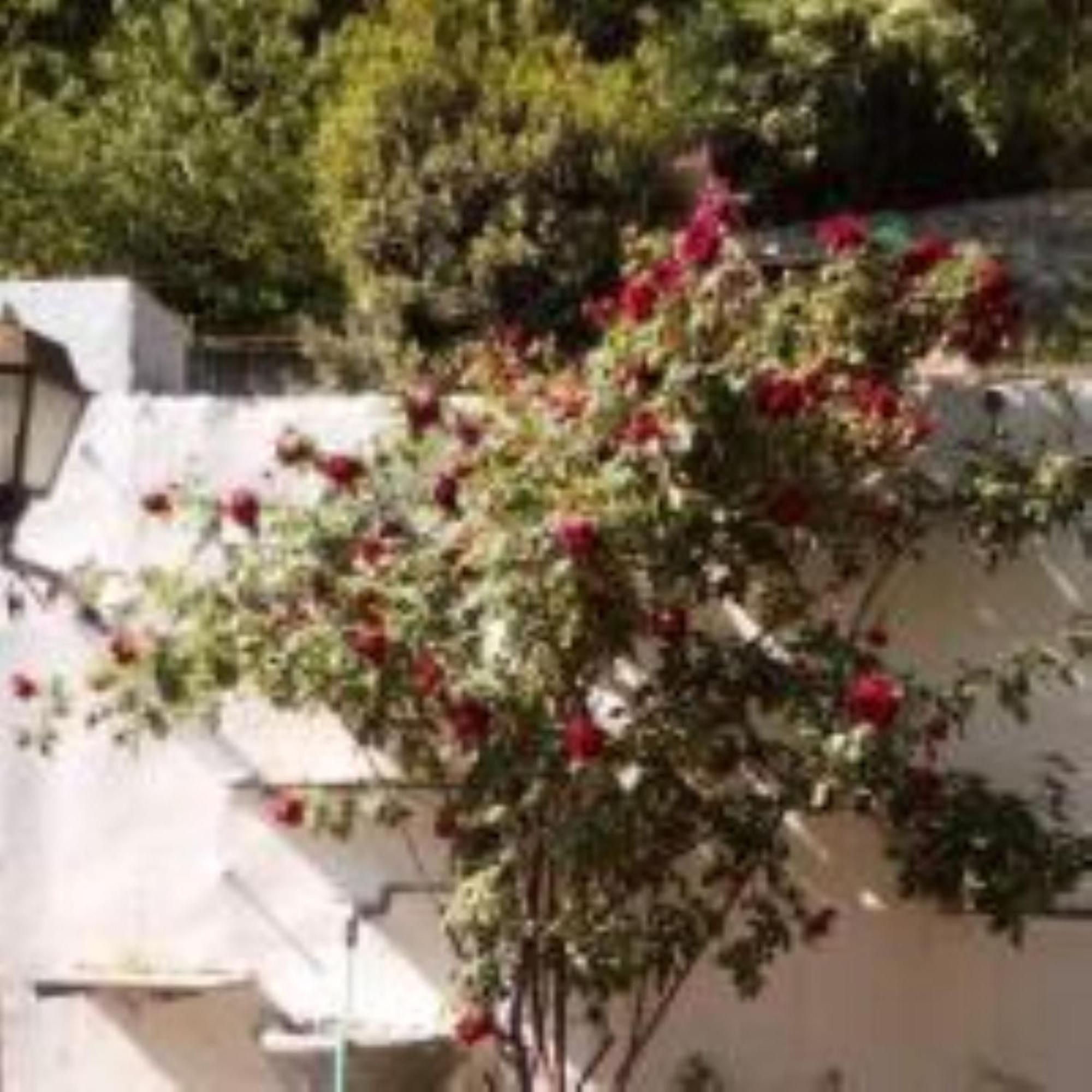 Cose Preziose Hotel Azeglio Kültér fotó